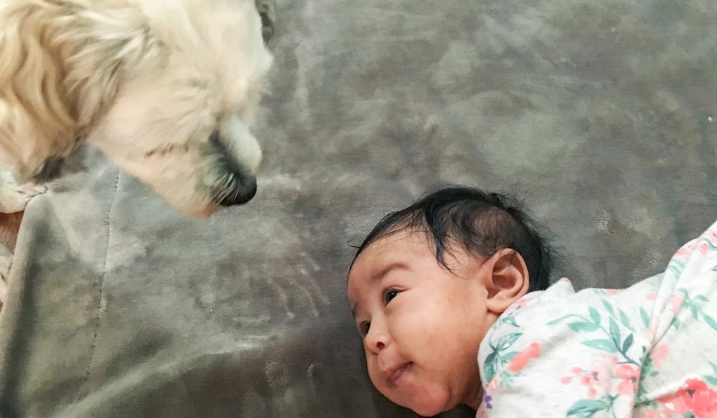 A baby learning to roll over looks up at her small white dog