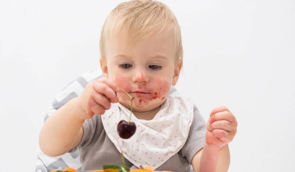 Baby eating with hands looking at cherry