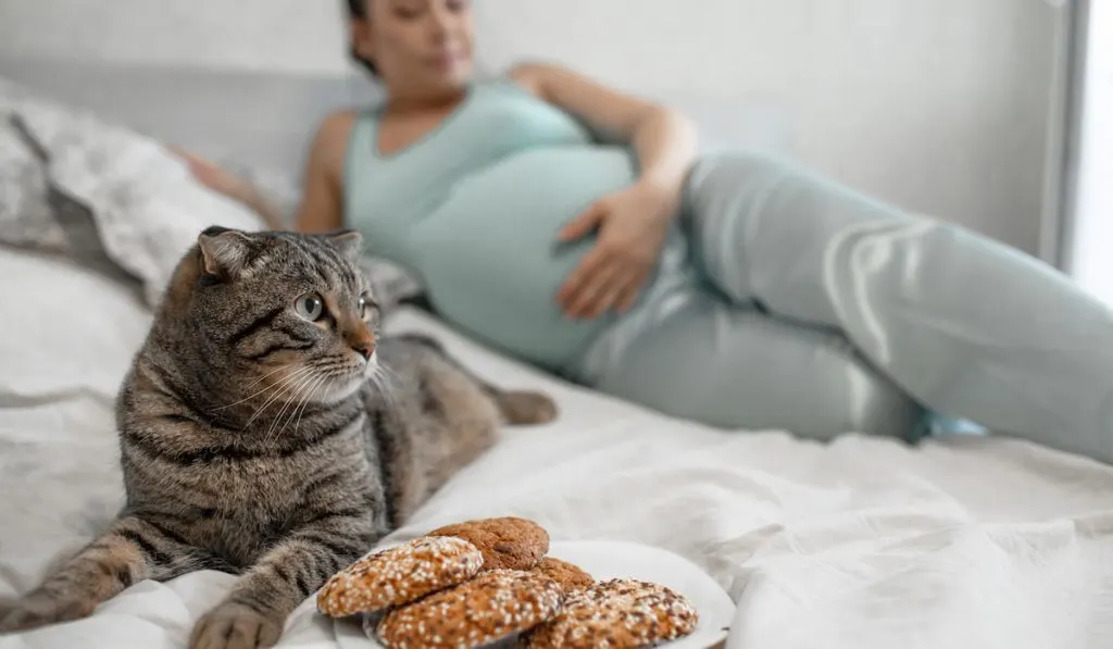 cat near lactation cookies against the pregnant woman on bed 