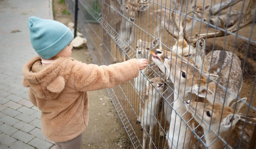 little girl feeding deer at the zoo